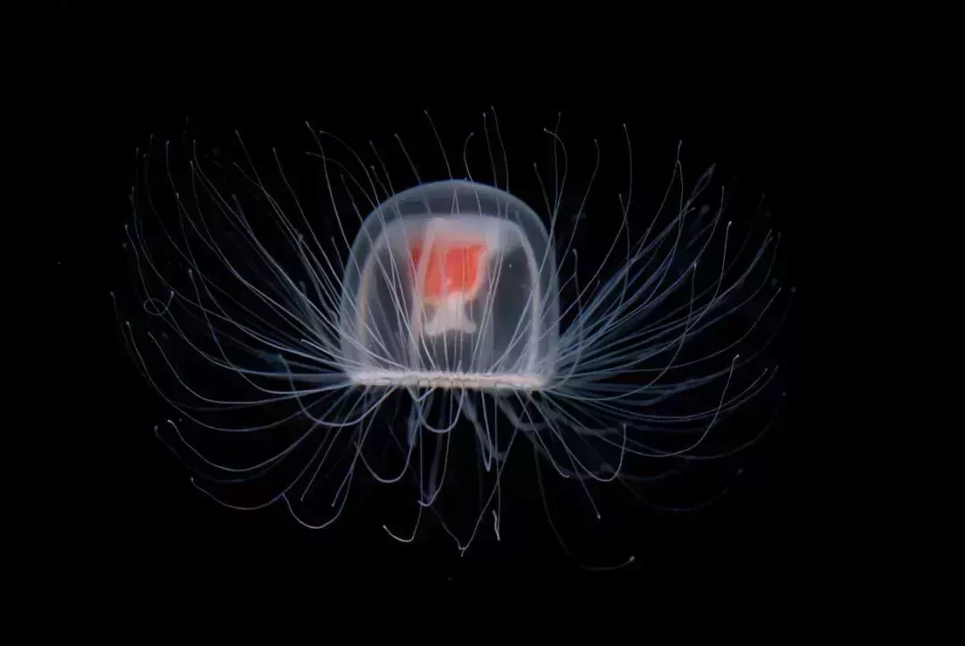 永生水母