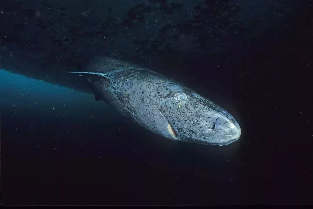 生活在寒冷的深海里