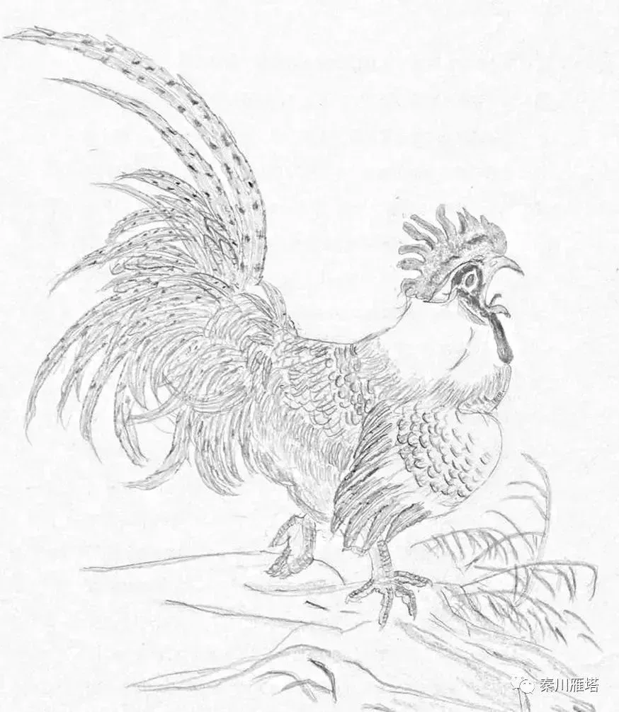 金雁/插畫