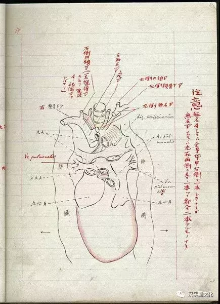 經藤野先生硃筆修改過的魯迅筆記