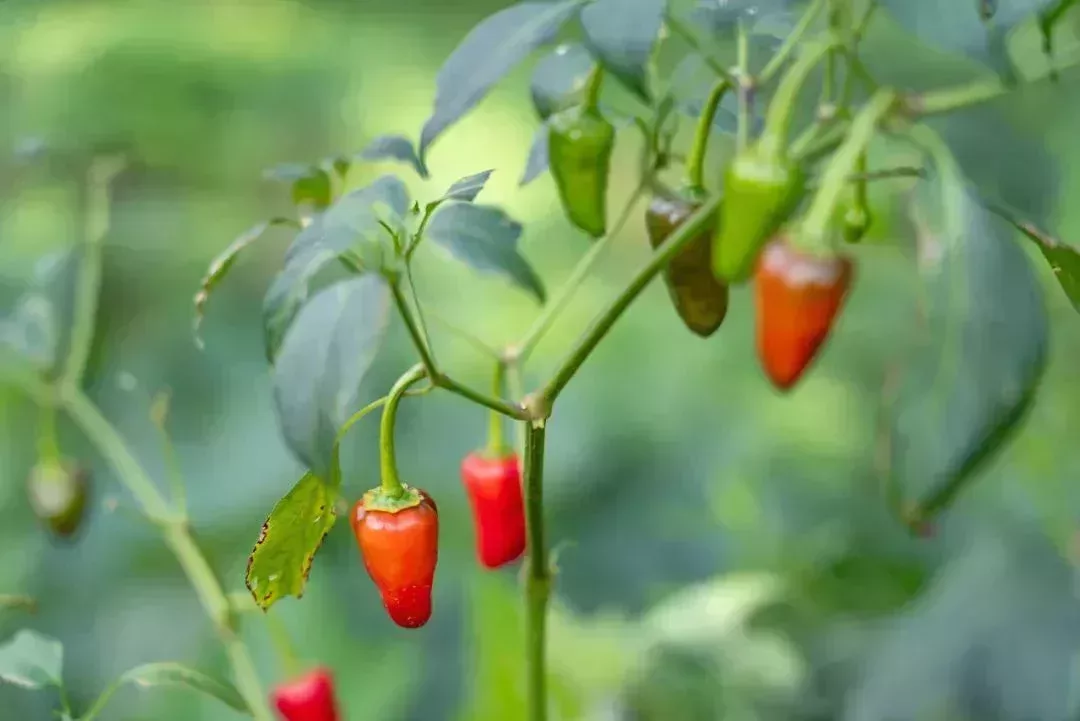 貴州辣椒種類繁多,各種辣椒也有其特色,而這種外形短粗的辣椒則是嗜辣之人的心頭愛