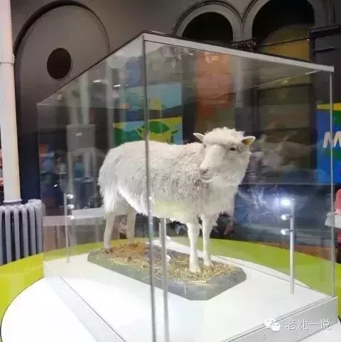“多莉”的標本在博物館展出