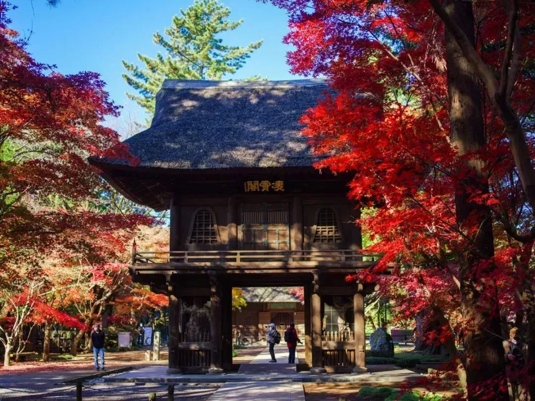 日本埼玉縣野火止平林寺山門和紅葉