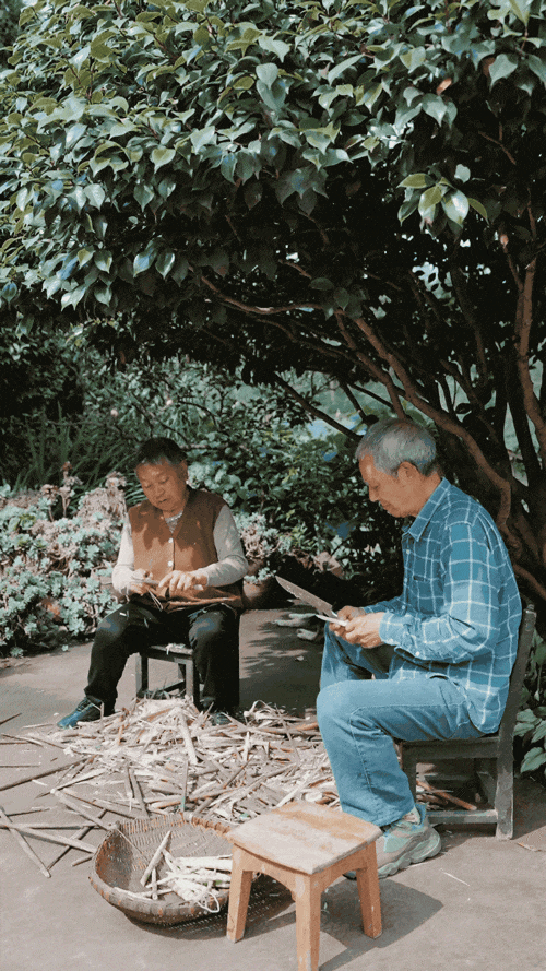 爺爺奶奶在茶花樹下,一起擇山間剛摘來的筍