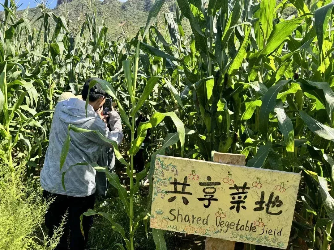 青年養老院的一項活動,大家在菜地裏掰玉米。