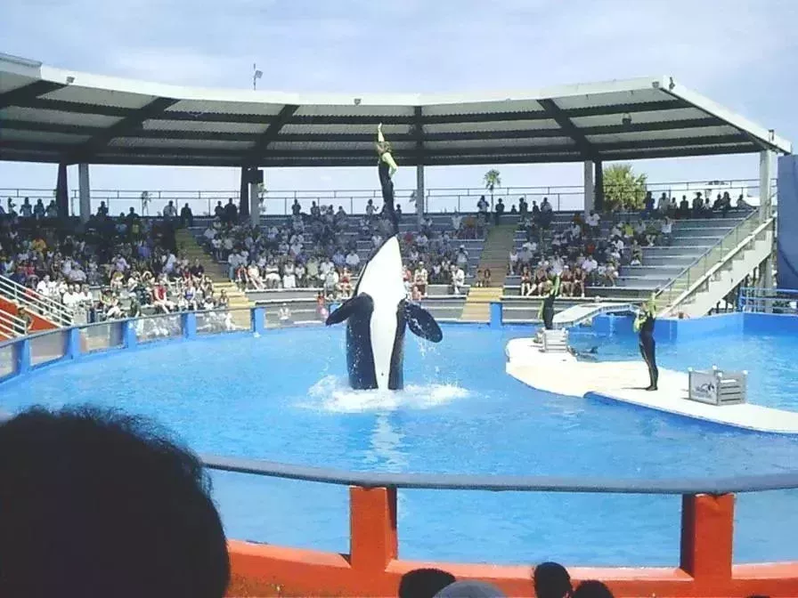 邁阿密水族館中的虎鯨洛麗塔。它回到家鄉時，是圈養虎鯨中歲數第二大的。丨wiki