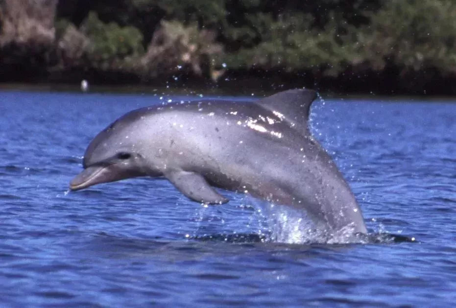 印太瓶鼻海豚(Tursiops aduncus) | Wikipedia