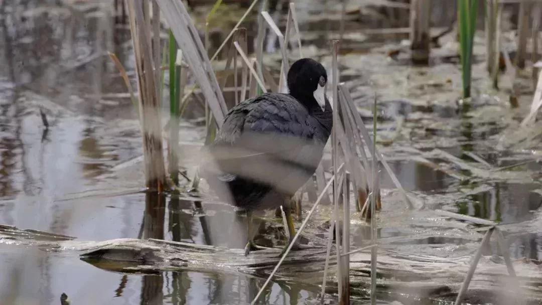 BC省有許多觀鳥勝地。(圖/ BC Bird Trail)