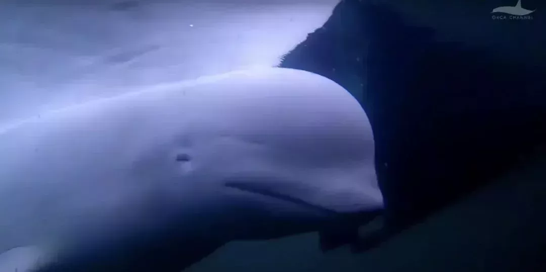 在安全的船下休息的Hvaldimir | 紀錄片《A Tale of a Whale - Hvaldimir's Journey in Norway》