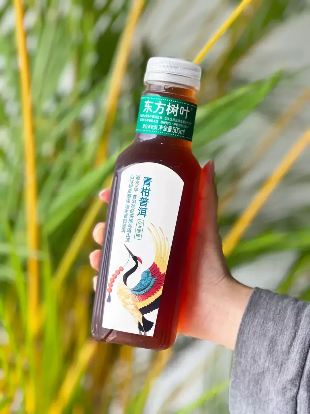 東方樹葉的青柑普洱