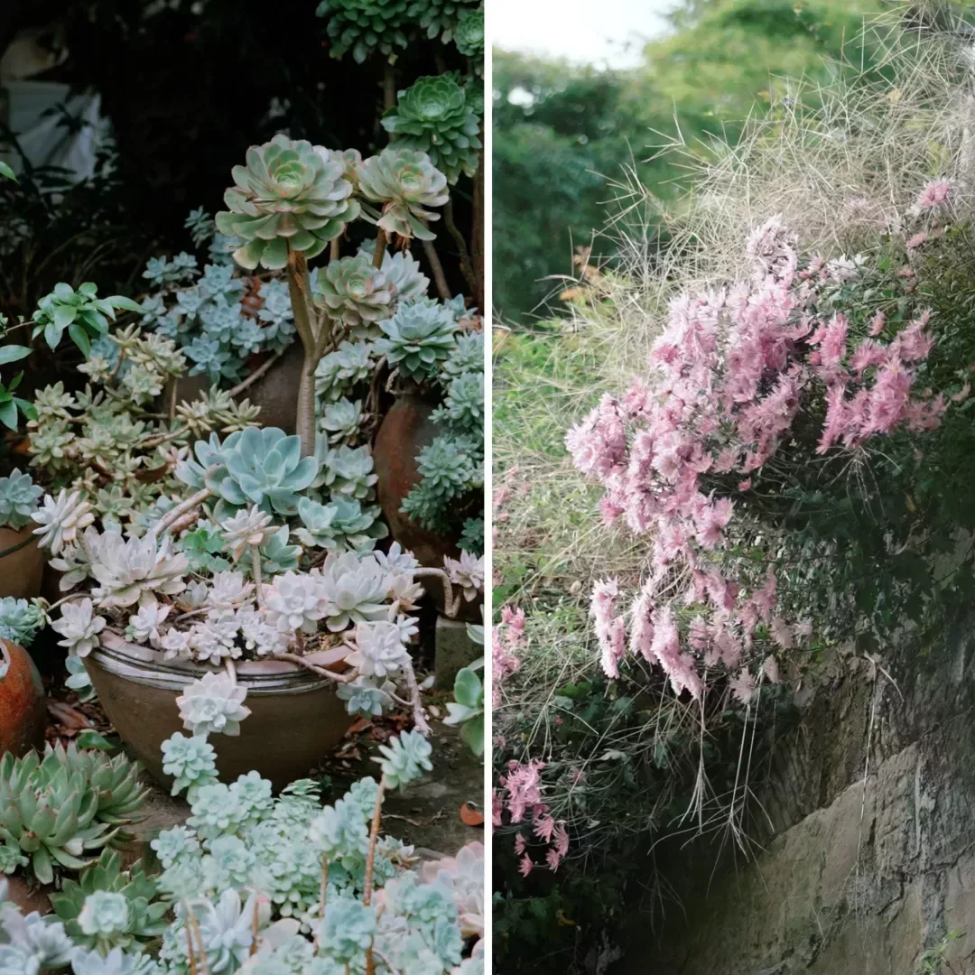 花器都是撿來的破爛罐子,但是一年四季,都有輪轉的花朵在盛放