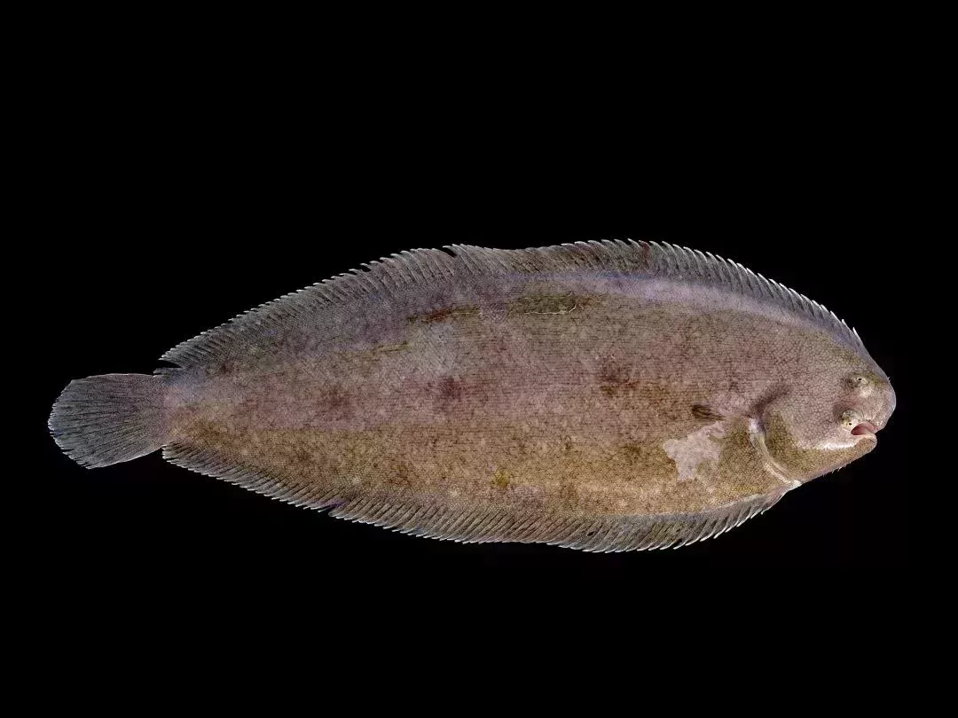 普通鰈魚(Solea solea)是最常見的龍利魚物種之一