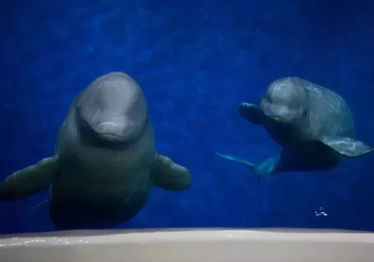 在上海爲搬家做準備的小灰和小白。丨Sea Life Trust