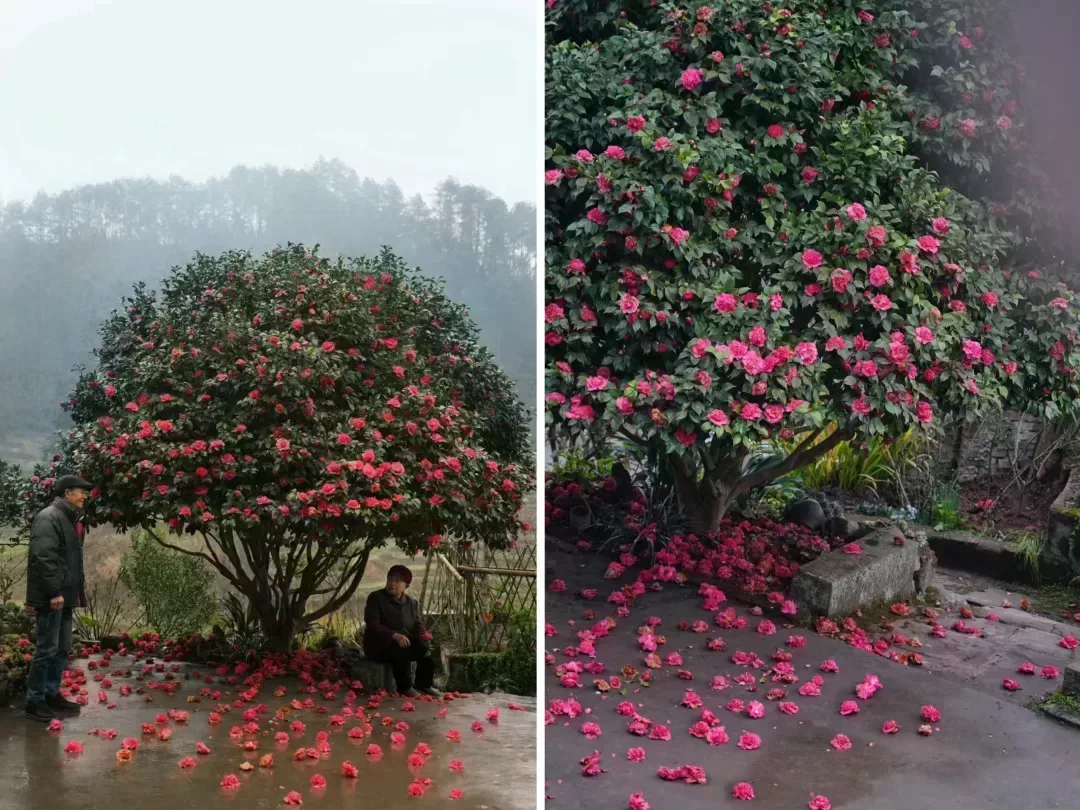 爺爺青年時期種下的三株茶花,是院子的骨架,已經默默陪伴這家人四十多年