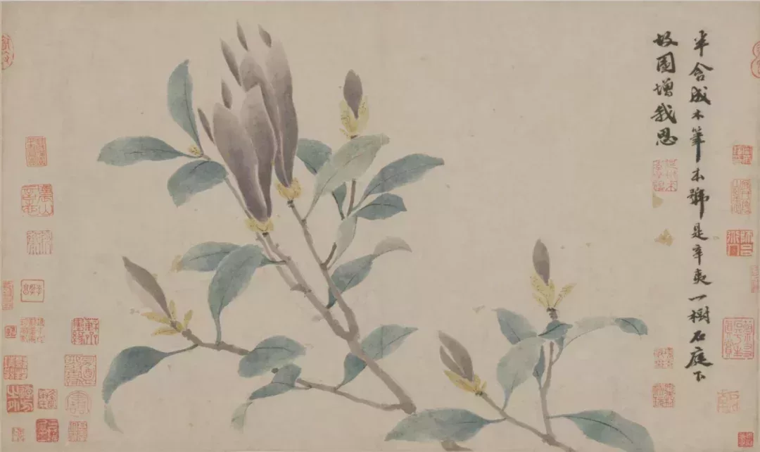 沈周 辛夷墨菜圖卷 故宮博物院藏