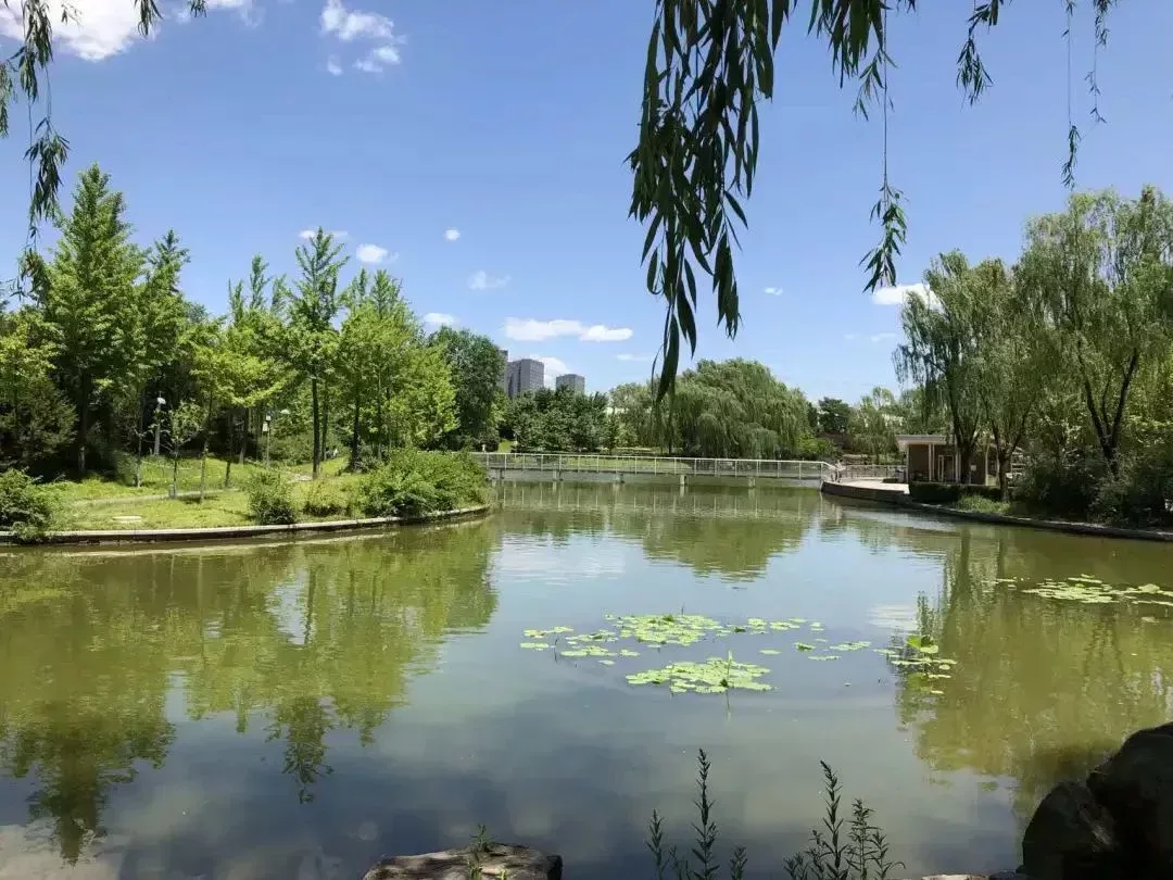 - 午飯後在軟件園湖邊遛彎