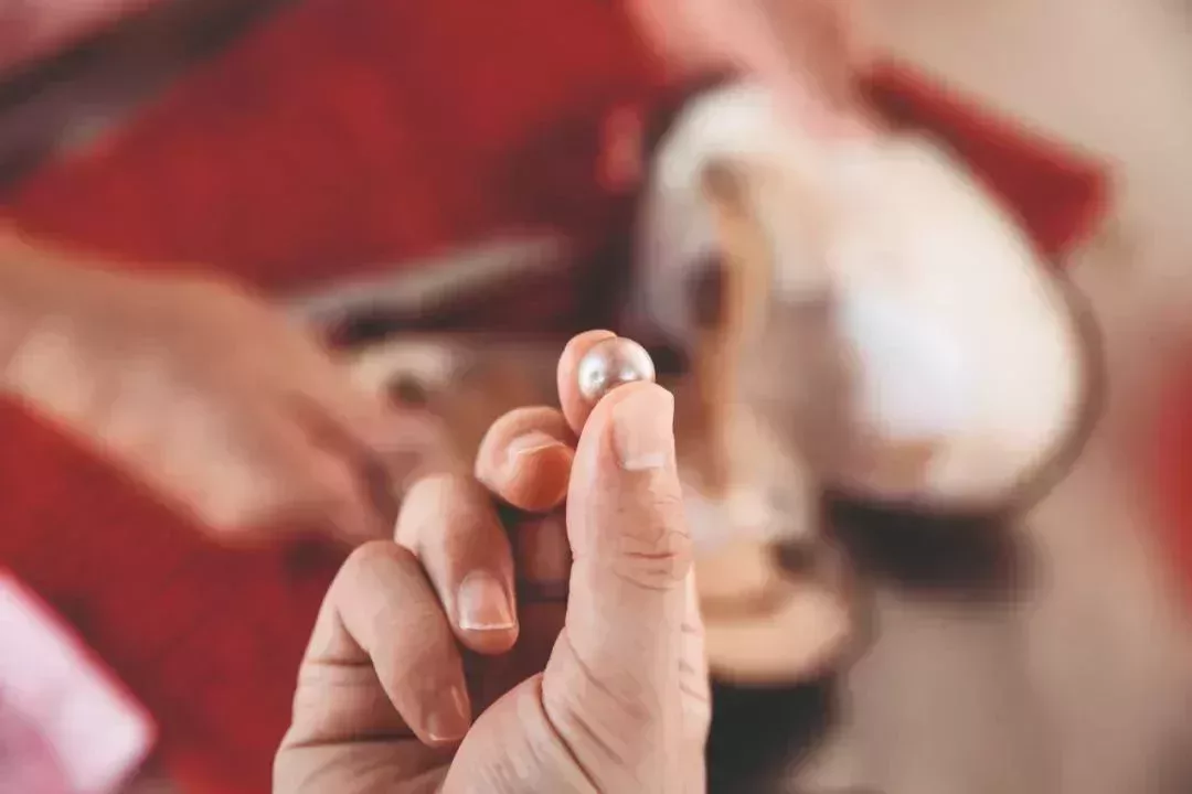 剛剛從蚌裏開出來的一顆“愛迪生”珍珠