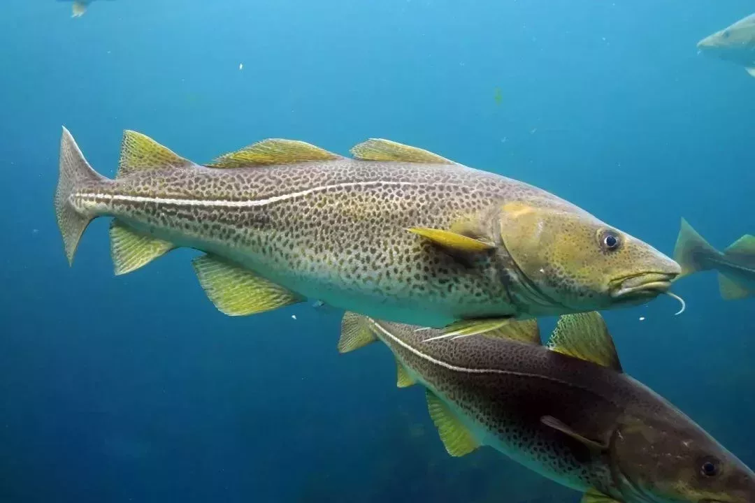 大西洋鱈魚(Gadus morhua)曾是最常見的鱈魚物種之一,但後來因爲大量捕撈,種羣數量急劇下降