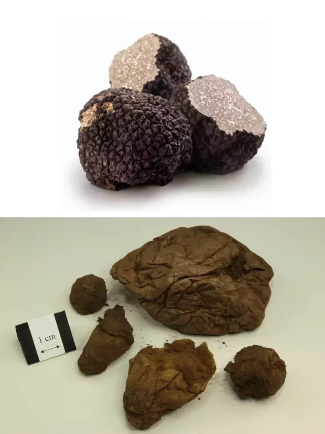 曬乾的松露(上)和馬勃,正是因爲兩種食材都不太常見,容易讓造假者鑽空子