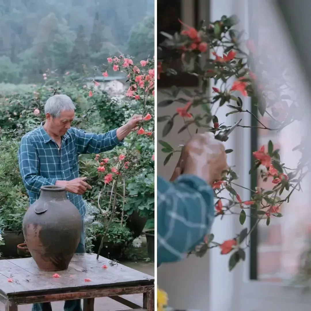 爺爺去山裏“薅”來花材,插花裝點房間