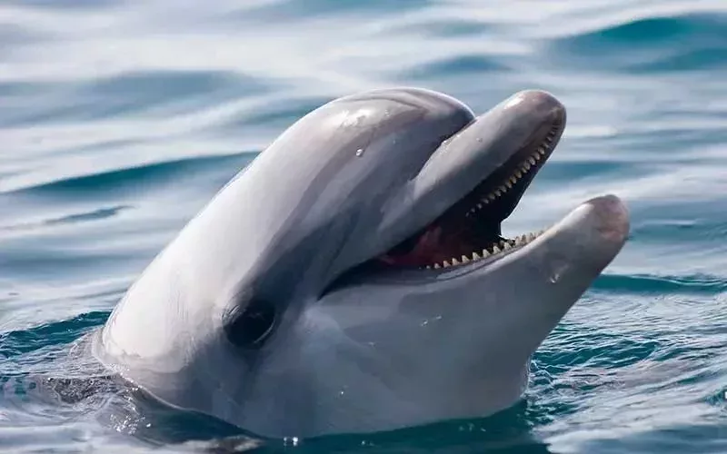 別忘了,海豚“可愛微笑”的背後還藏着銳利的牙齒 | dolphins-world