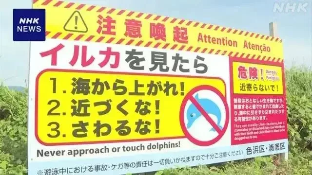 爲應對海豚襲擊,當地海邊豎起了警示牌 | NHK
