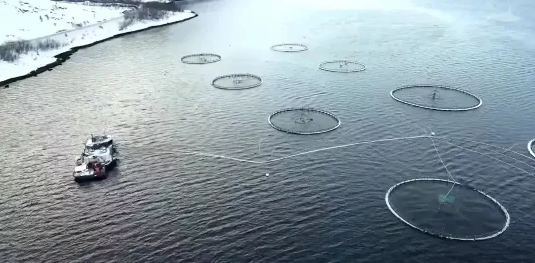 Kines的小鎮的養殖場|紀錄片《A Tale of a Whale - Hvaldimir's Journey in Norway》