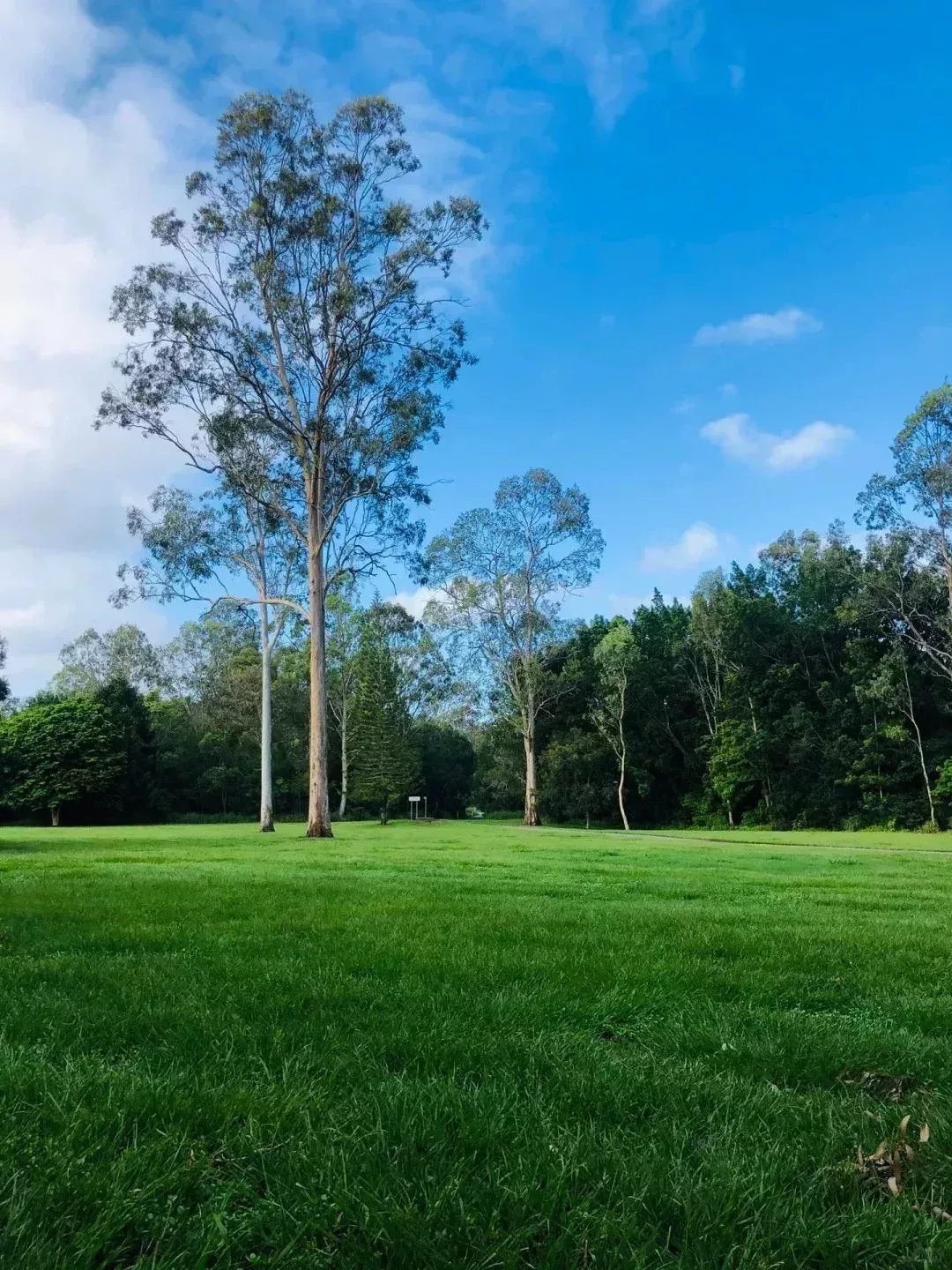 住處附近有一片森林公園
