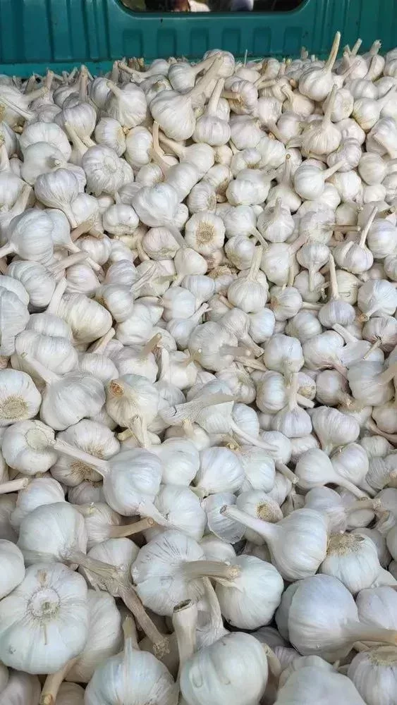 當蒜頭都堆在一起,就給了水泥大蒜以假亂真的空間