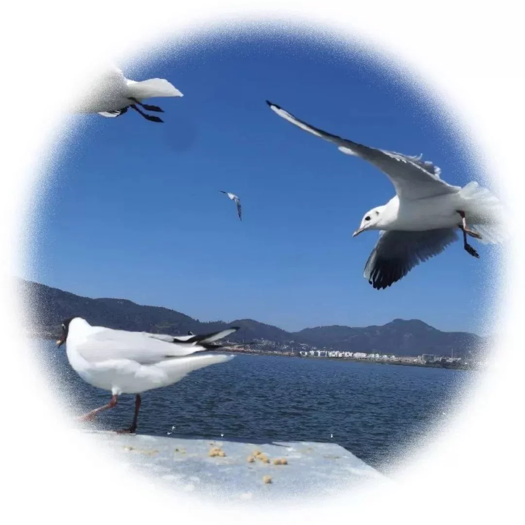 崔穎,昆明理工大學教授,電影學博士