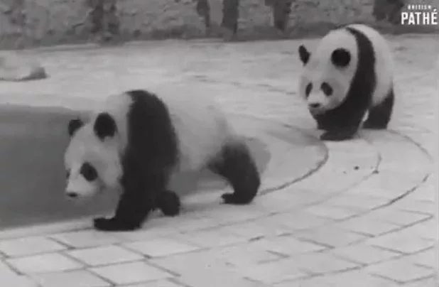 ◇ 圖爲1942年所拍攝視頻《Panda Scores One Dublin Issu》部分截圖